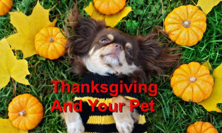 Thanksgiving And Your Pet