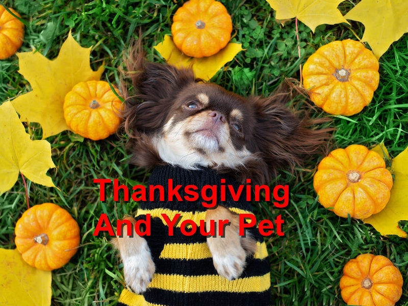 Read more about the article Thanksgiving And Your Pet