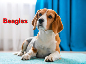 Read more about the article Beagles
