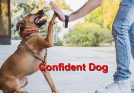 Confident Dog