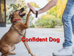 Read more about the article Confident Dog