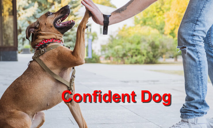 Confident Dog