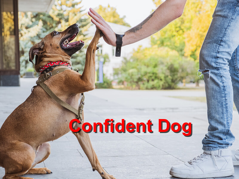Read more about the article Confident Dog