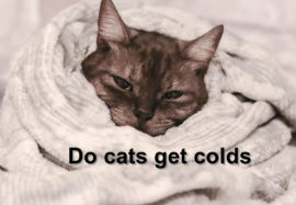 Do cats get colds