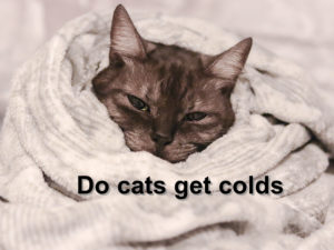 Read more about the article Do cats get colds