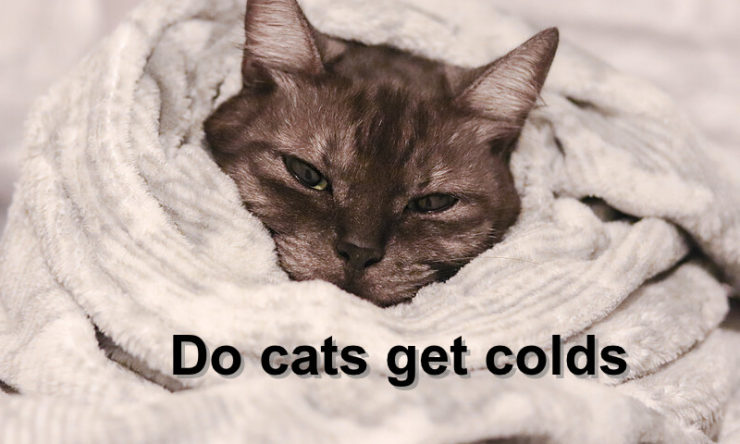 Do cats get colds
