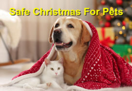 Holiday Safety For Your Pets