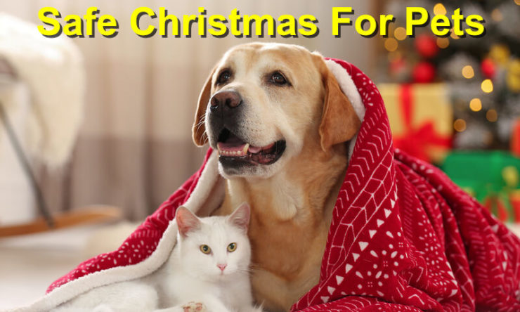 Holiday Safety For Your Pets