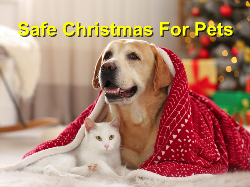 Read more about the article Holiday Safety For Your Pets
