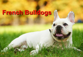 French Bulldogs