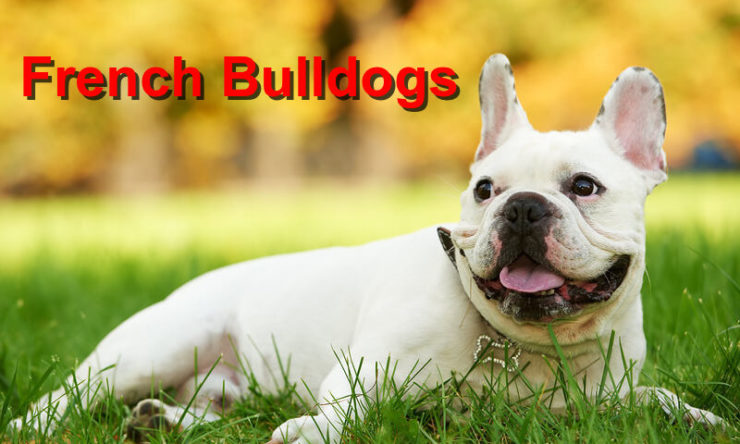 French Bulldogs - Local Value Veterinary