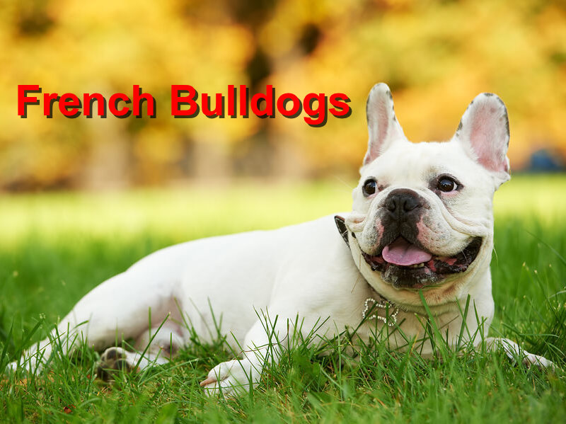 Read more about the article French Bulldogs