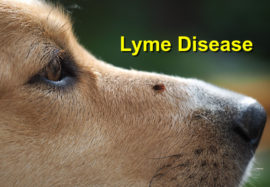 Lyme Disease
