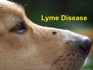 Read more about the article Lyme Disease