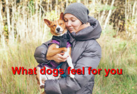 What dogs feel for you