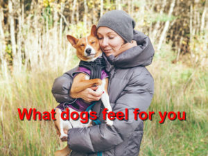 Read more about the article What dogs feel for you