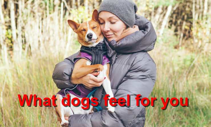 What dogs feel for you