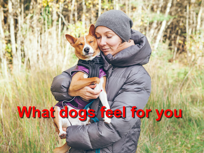 Read more about the article What dogs feel for you