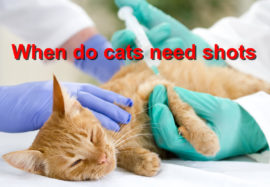 When do cats need shots