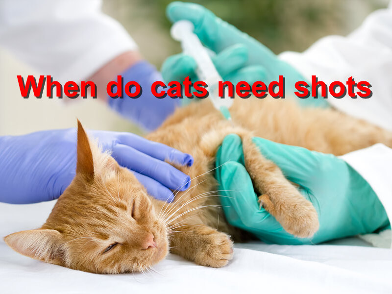 Read more about the article When do cats need shots