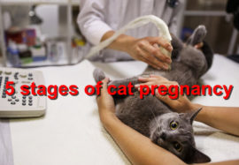 5 stages of cat pregnancy