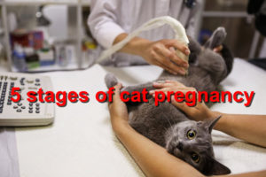 Read more about the article 5 stages of cat pregnancy