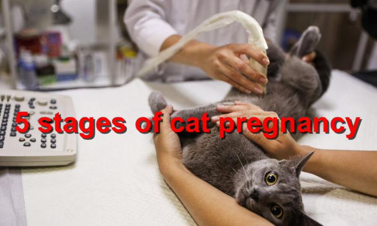 5 stages of cat pregnancy