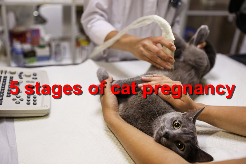 How many weeks cat hot sale pregnant