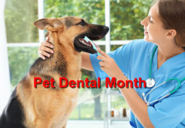Pet Dental Month