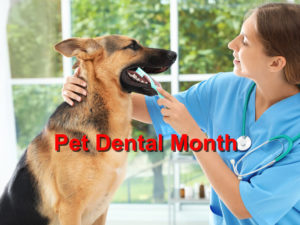 Read more about the article Pet Dental Month
