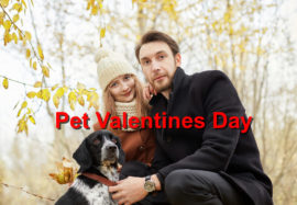 Pet Valentines Day