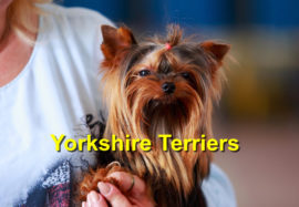 Yorkshire Terriers