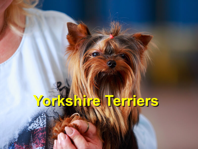 Read more about the article Yorkshire Terriers