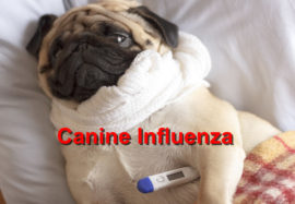 Canine Influenza