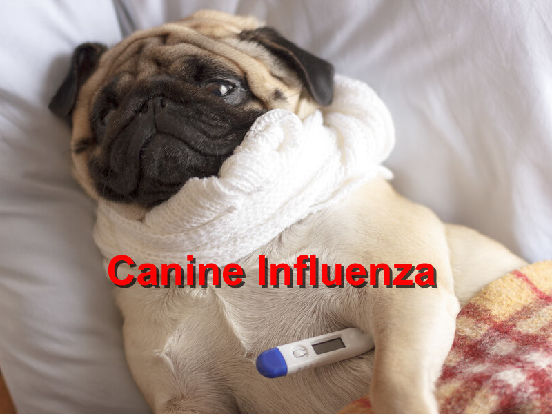 Read more about the article Canine Influenza