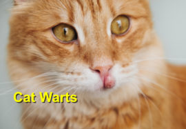 Cat Warts