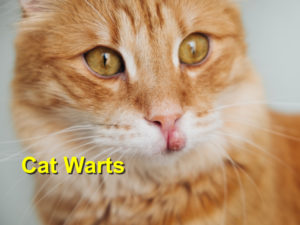 Read more about the article Cat Warts