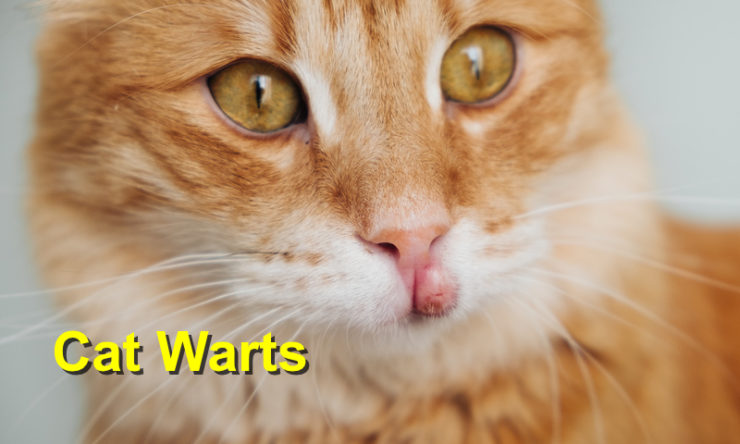 are dog warts contagious to cats