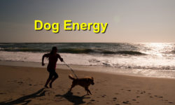 Dog Energy