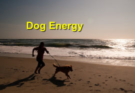 Dog Energy