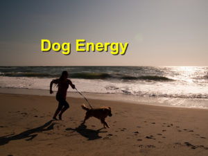 Read more about the article Dog Energy
