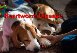 Heartworm Disease