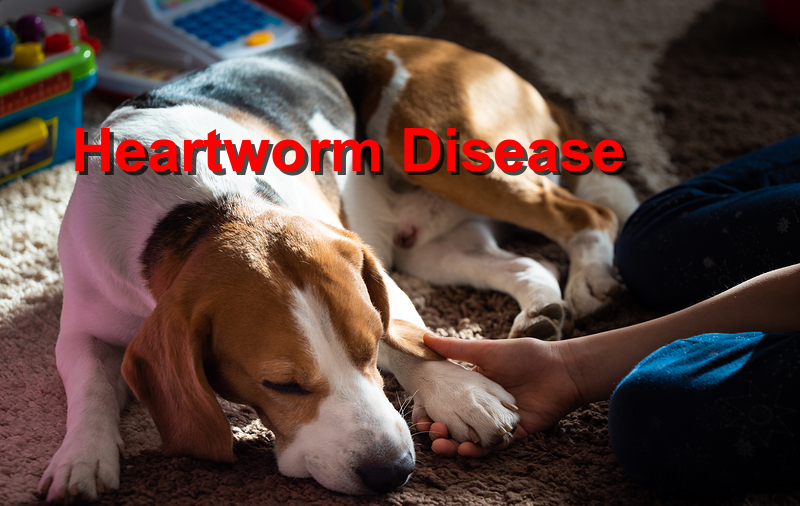 Read more about the article Heartworm Disease