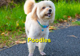 Poodles