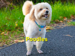Read more about the article Poodles