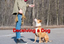 Deceiving a Dog
