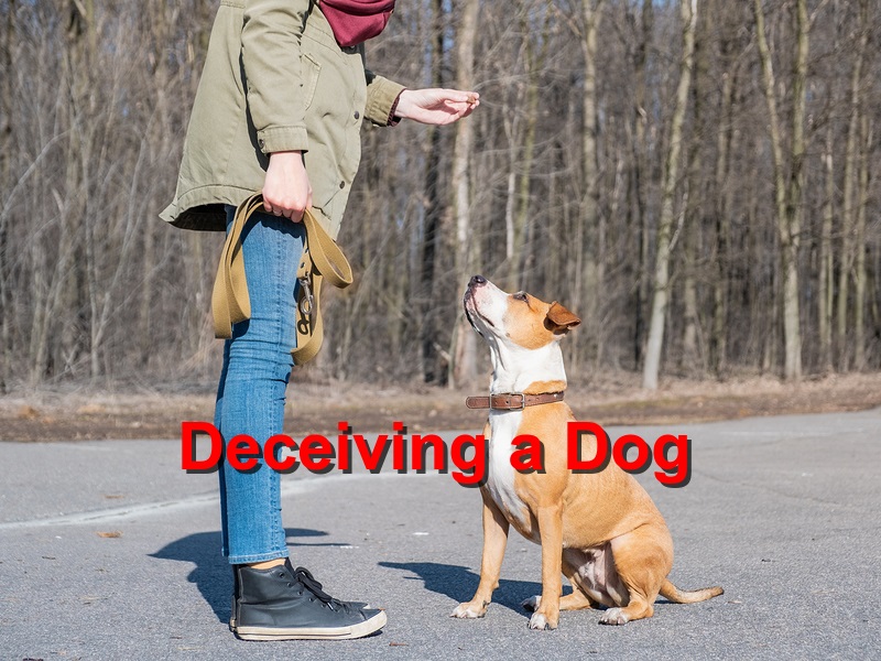 Read more about the article Deceiving a Dog