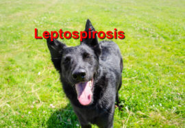 Leptospirosis