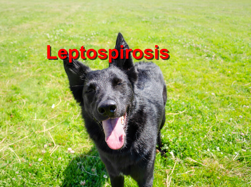 Read more about the article Leptospirosis