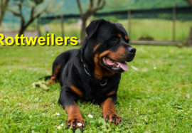 Rottweilers